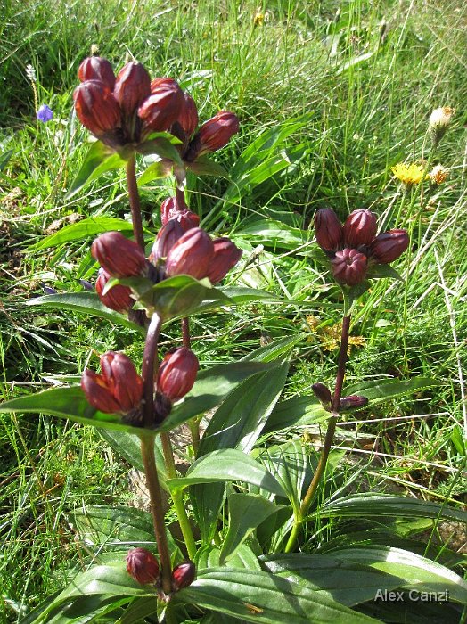 gentiana purpurea.jpg - Gentiana purpurea